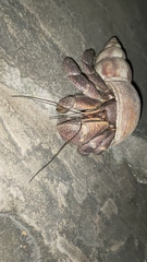 Coenobita brevimanus