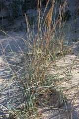 Leymus racemosus