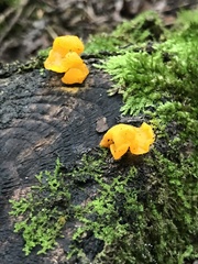 Dacrymyces chrysospermus