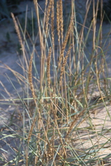 Leymus racemosus
