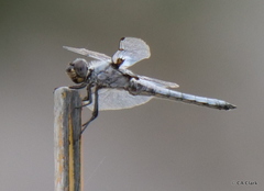 Libellula nodisticta