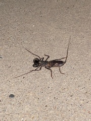 Mastigoproctus giganteus