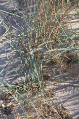 Leymus racemosus