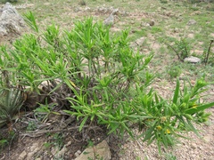 Trixis angustifolia