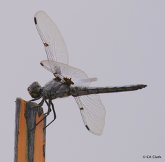Libellula nodisticta