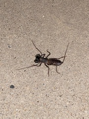 Mastigoproctus giganteus