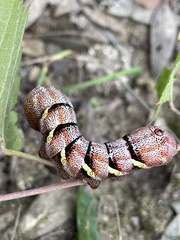 Eumorpha typhon