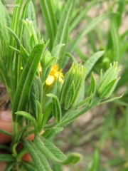 Trixis angustifolia