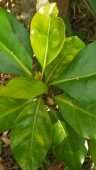 Crossostylis biflora