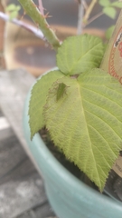 Membracidae