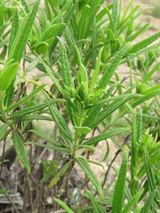 Trixis angustifolia