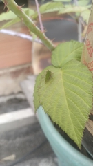 Membracidae