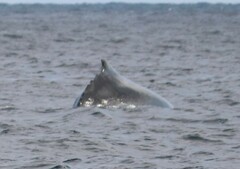 Megaptera novaeangliae australis