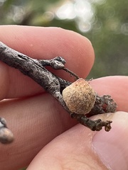 Disholcaspis canescens
