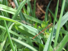 Xanthocnemis zealandica