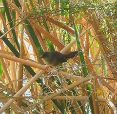 Bradypterus baboecala