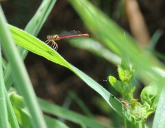 Xanthocnemis zealandica