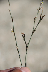 Polygonum patulum