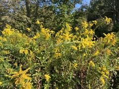 Solidago altissima