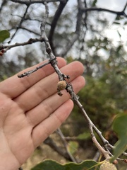 Disholcaspis canescens
