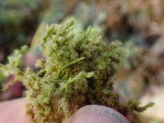 Racomitrium elongatum