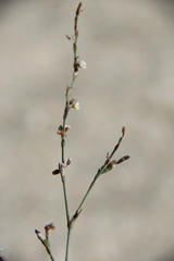 Polygonum patulum