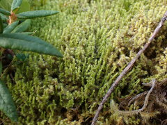 Racomitrium elongatum