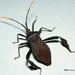 Acanthocephala - Photo (c) Norm Townsend，保留部份權利CC BY-NC-ND
