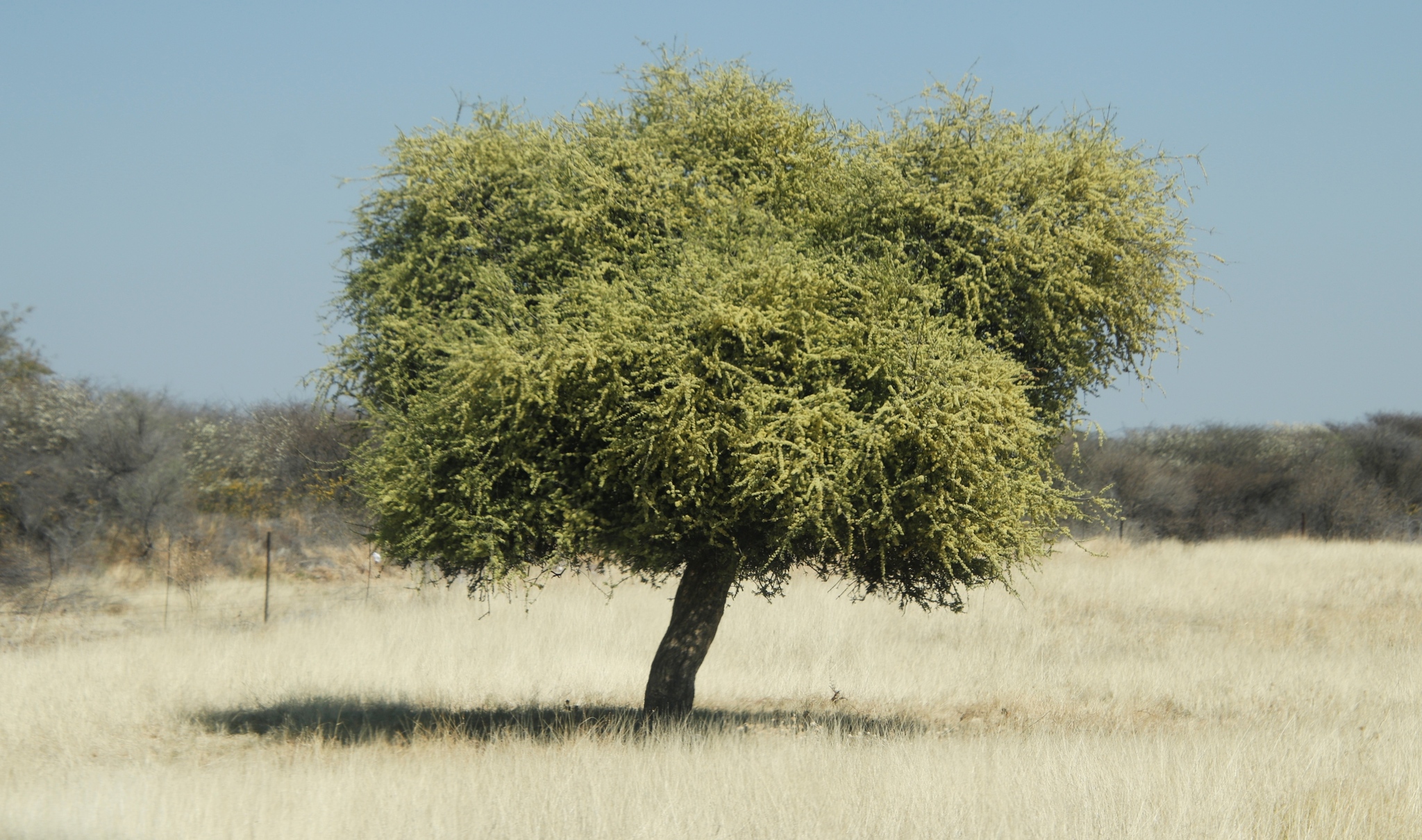 Caucasian Shepherd Tree