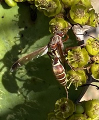 Polistes fastidiosus