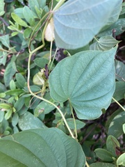 Dioscorea polystachya