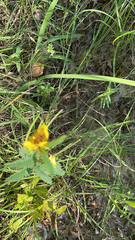 Chamaecrista fasciculata