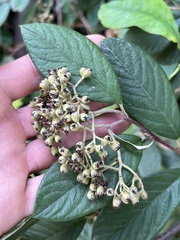Cotoneaster coriaceus