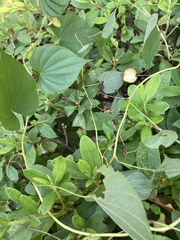 Dioscorea polystachya