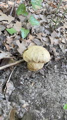 Calvatia craniiformis
