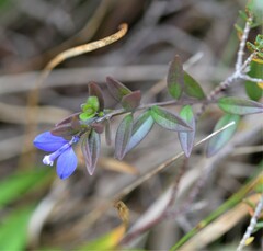 Polygala