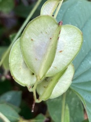 Dioscorea polystachya