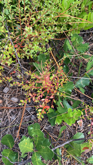 Vaccinium myrsinites