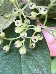 Cotoneaster coriaceus