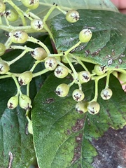 Cotoneaster coriaceus