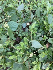 Dioscorea polystachya