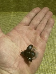 Anoplotrupes stercorosus