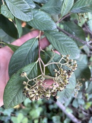 Cotoneaster coriaceus