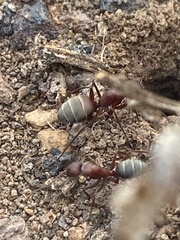 Camponotus feae
