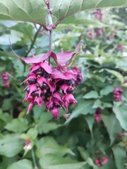 Leycesteria formosa