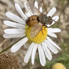 Paradejeania rutilioides