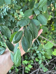 Cotoneaster coriaceus