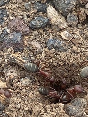 Camponotus feae