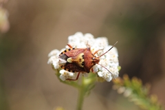 Codophila varia
