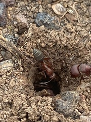 Camponotus feae